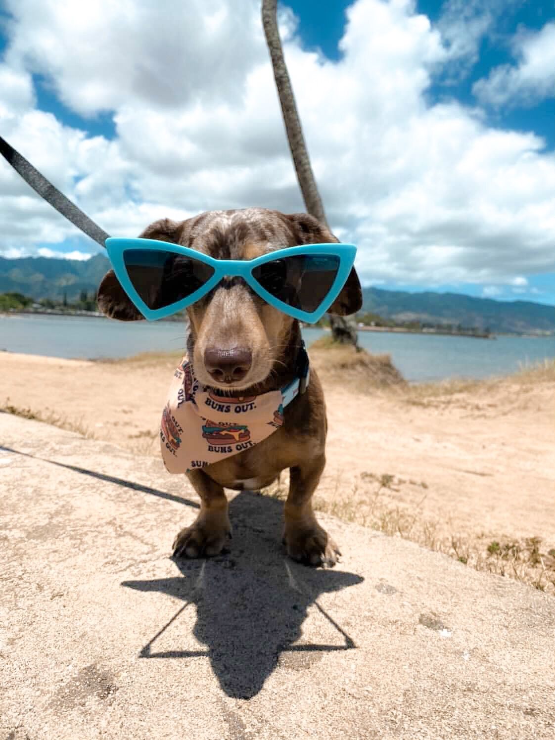 Suns Out Bandana - Dope Dog Co