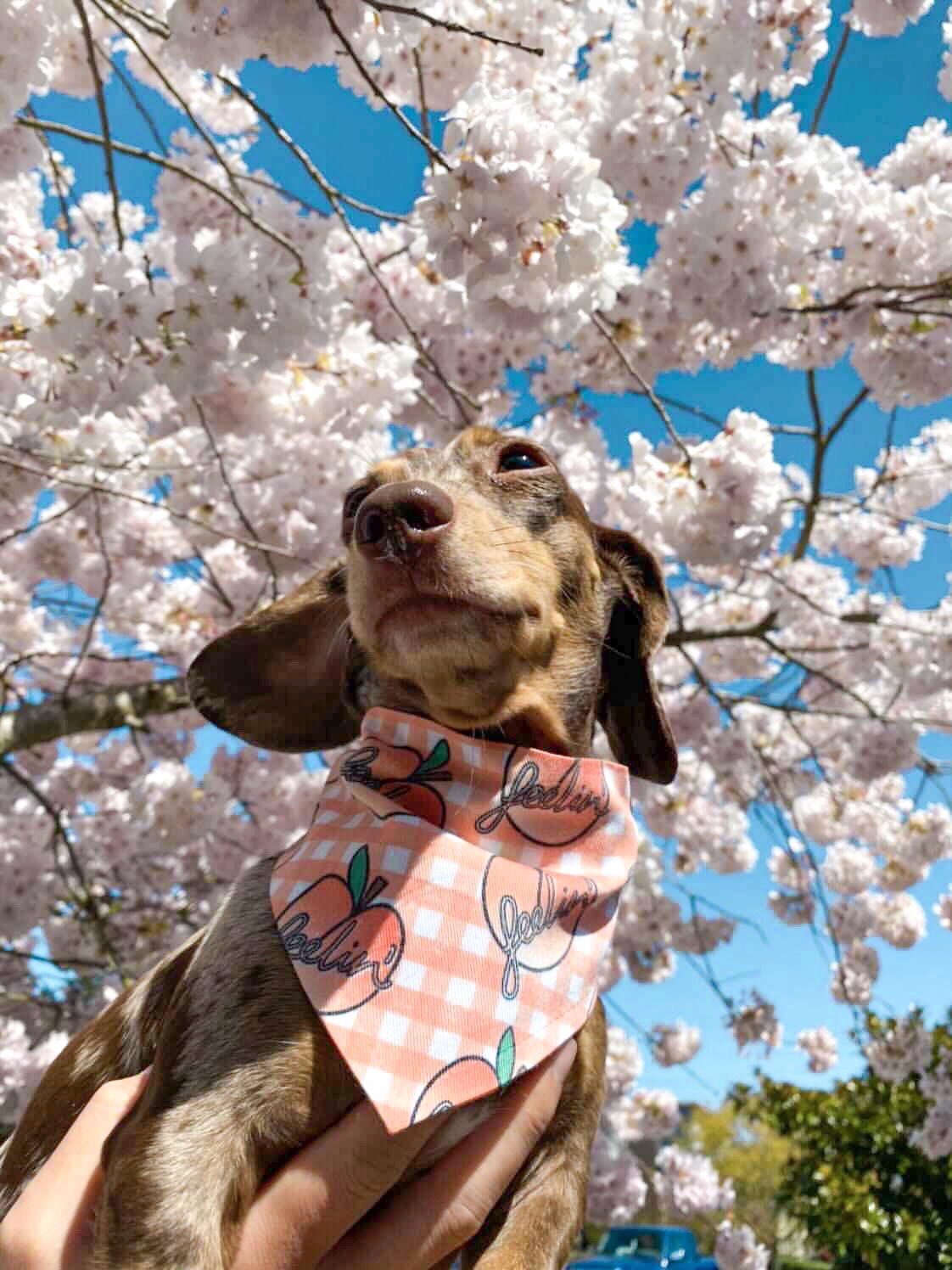 Feelin Peachy Bandana - Dope Dog Co