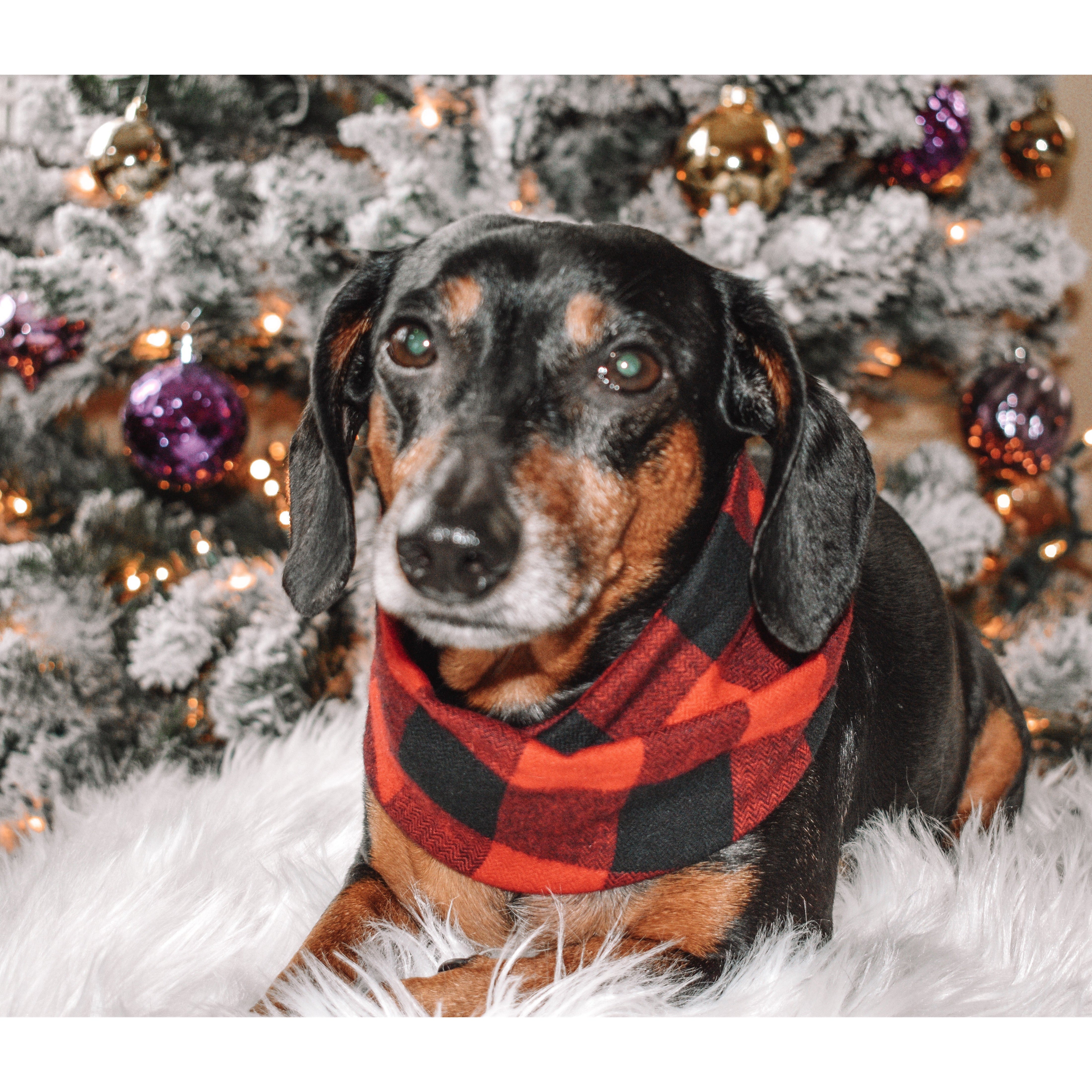 Al Borland Scarf-Dope Dog Co