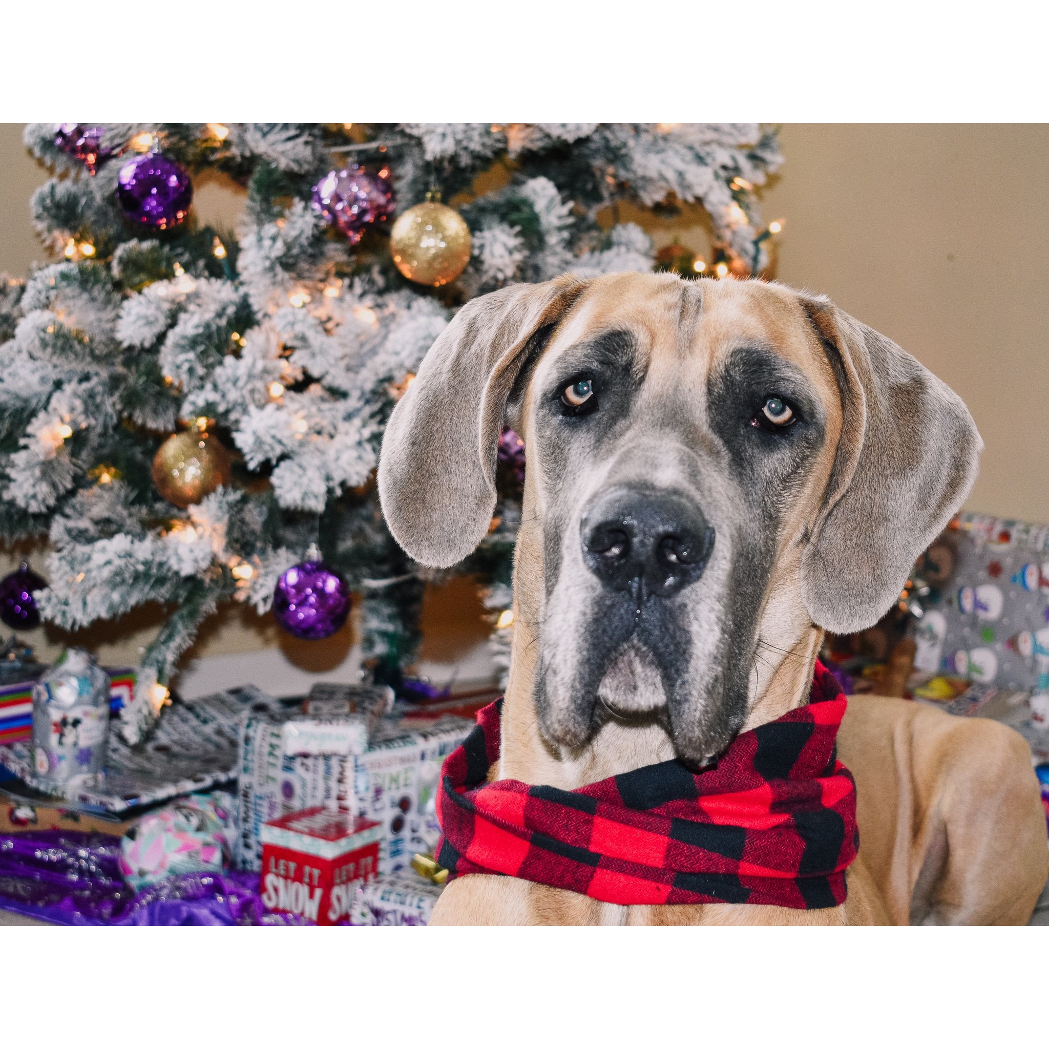 Al Borland Scarf-Dope Dog Co
