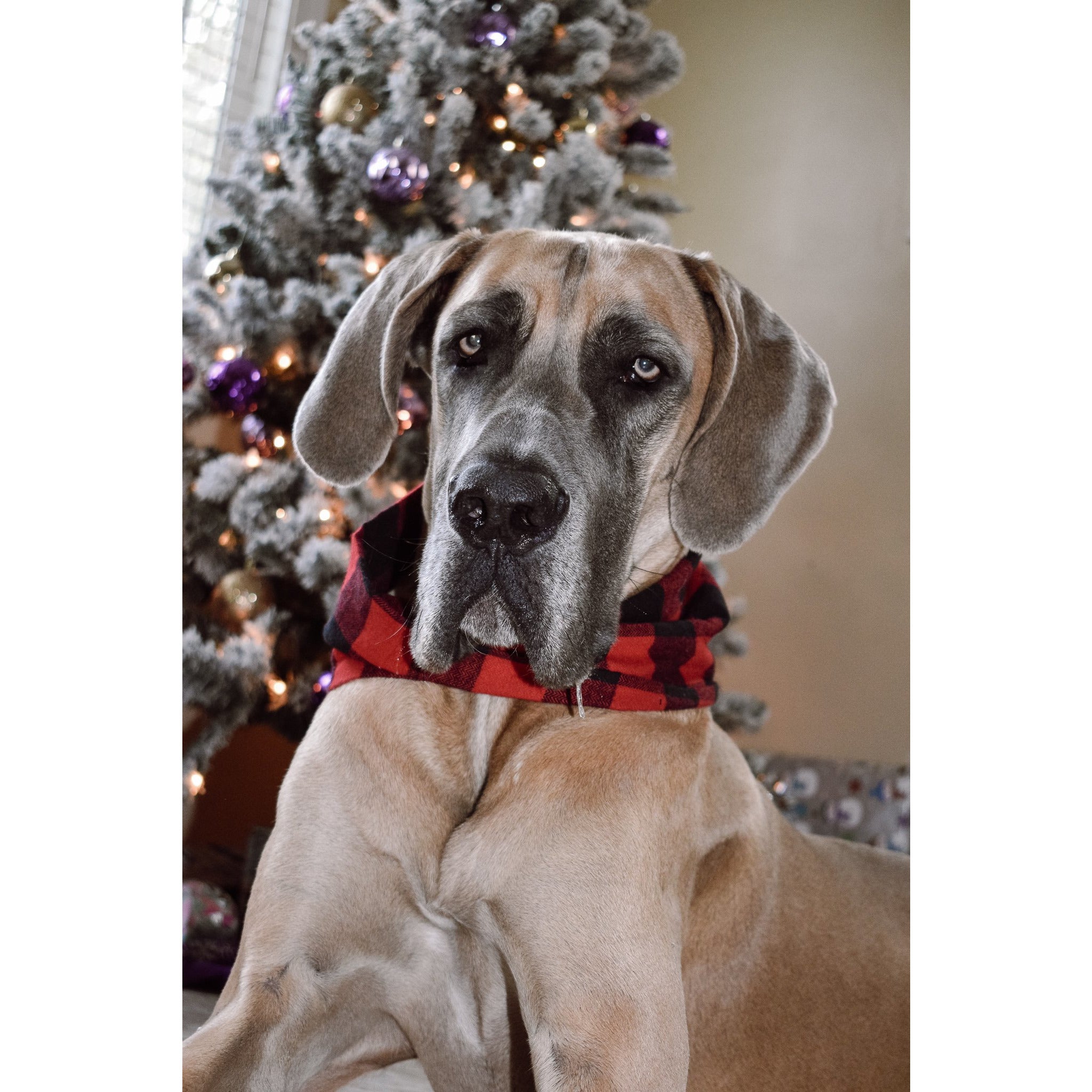 Al Borland Scarf-Dope Dog Co