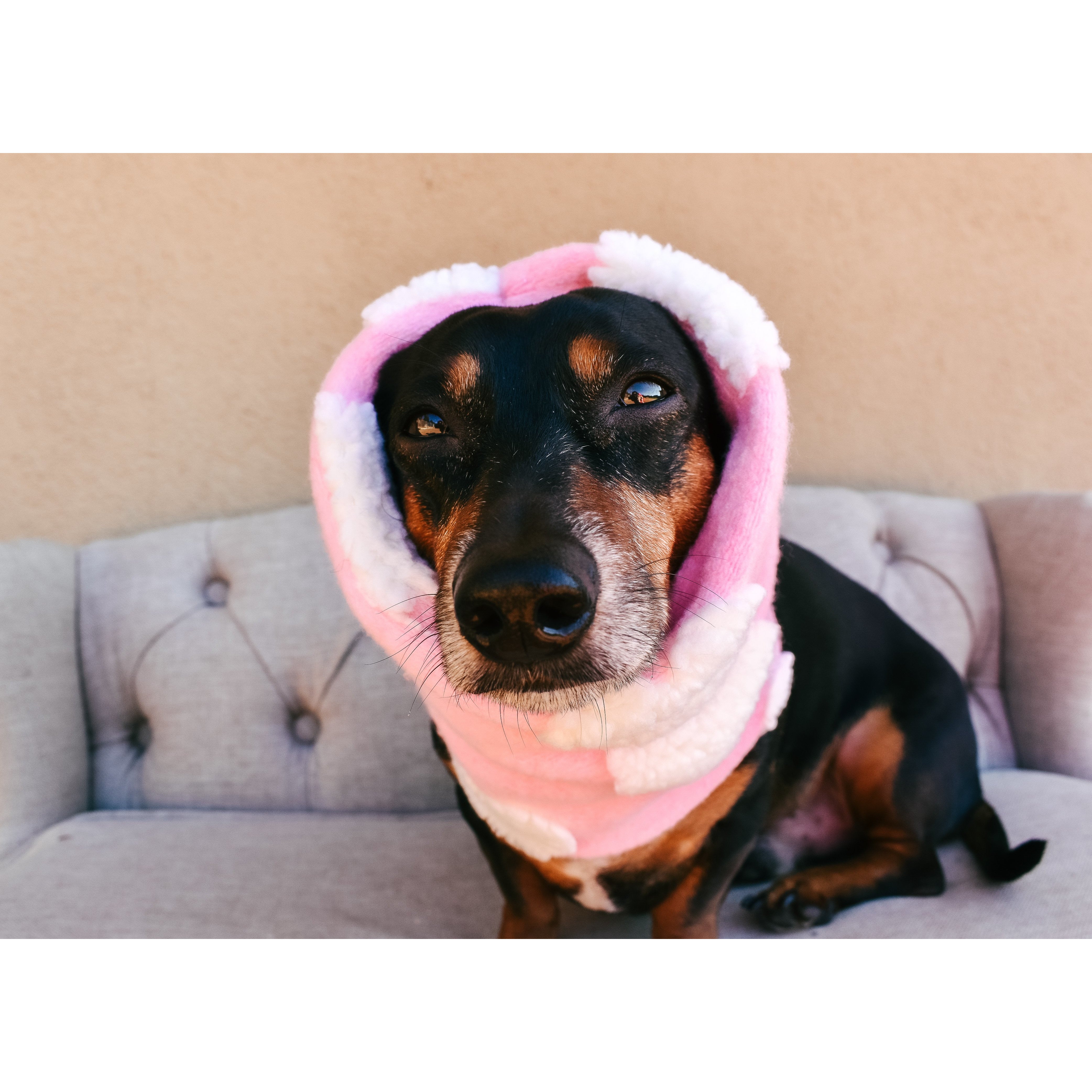 Heartbreaker Dog Scarf - Dope Dog Co