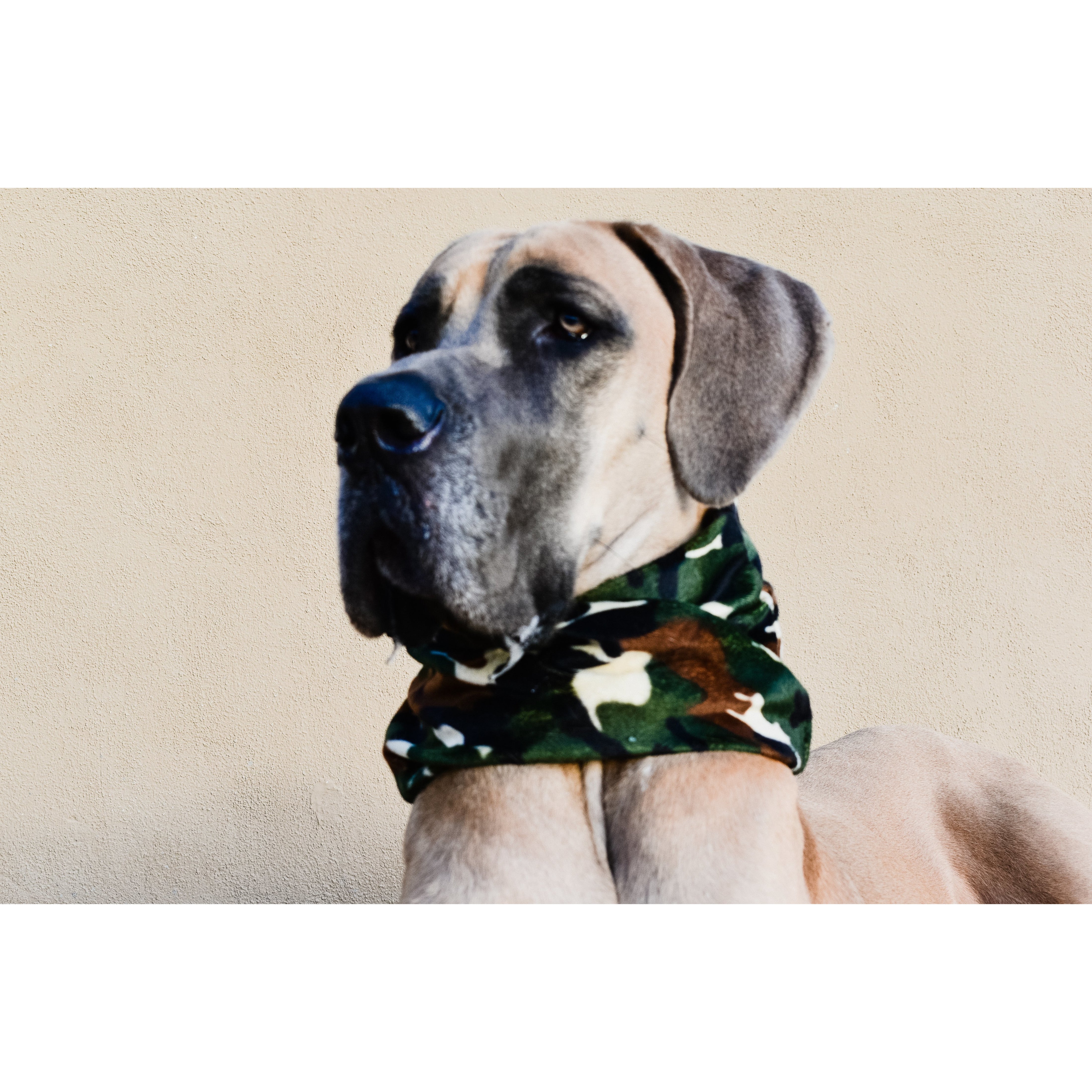 Can't See Me Camo Dog Scarf - Dope Dog Co