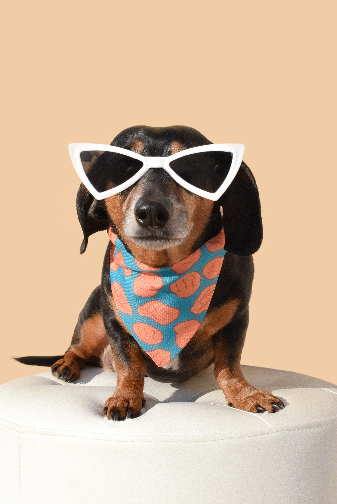Dog Sunnies - Dope Dog Co