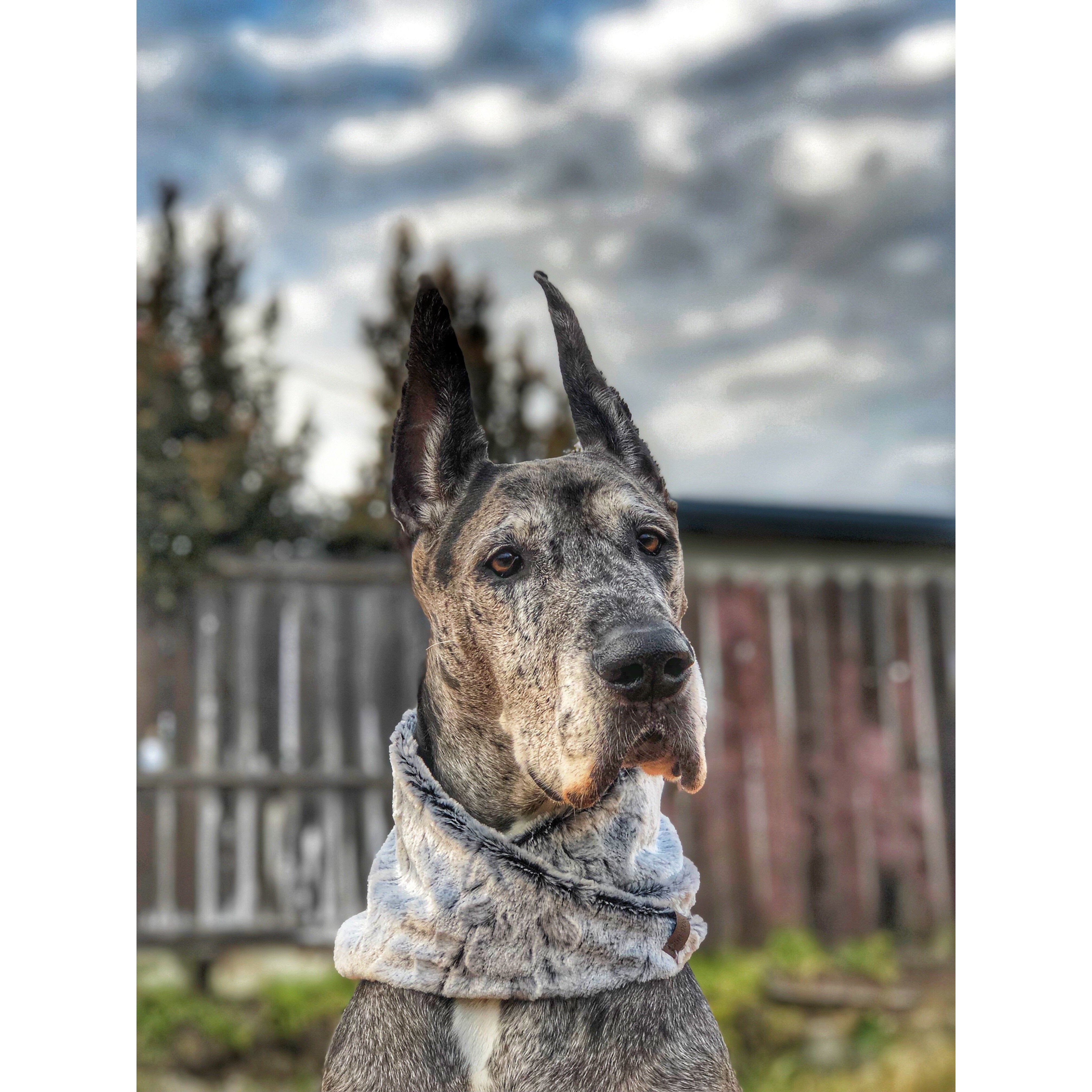 Rachel Dog Scarf - Dope Dog Co