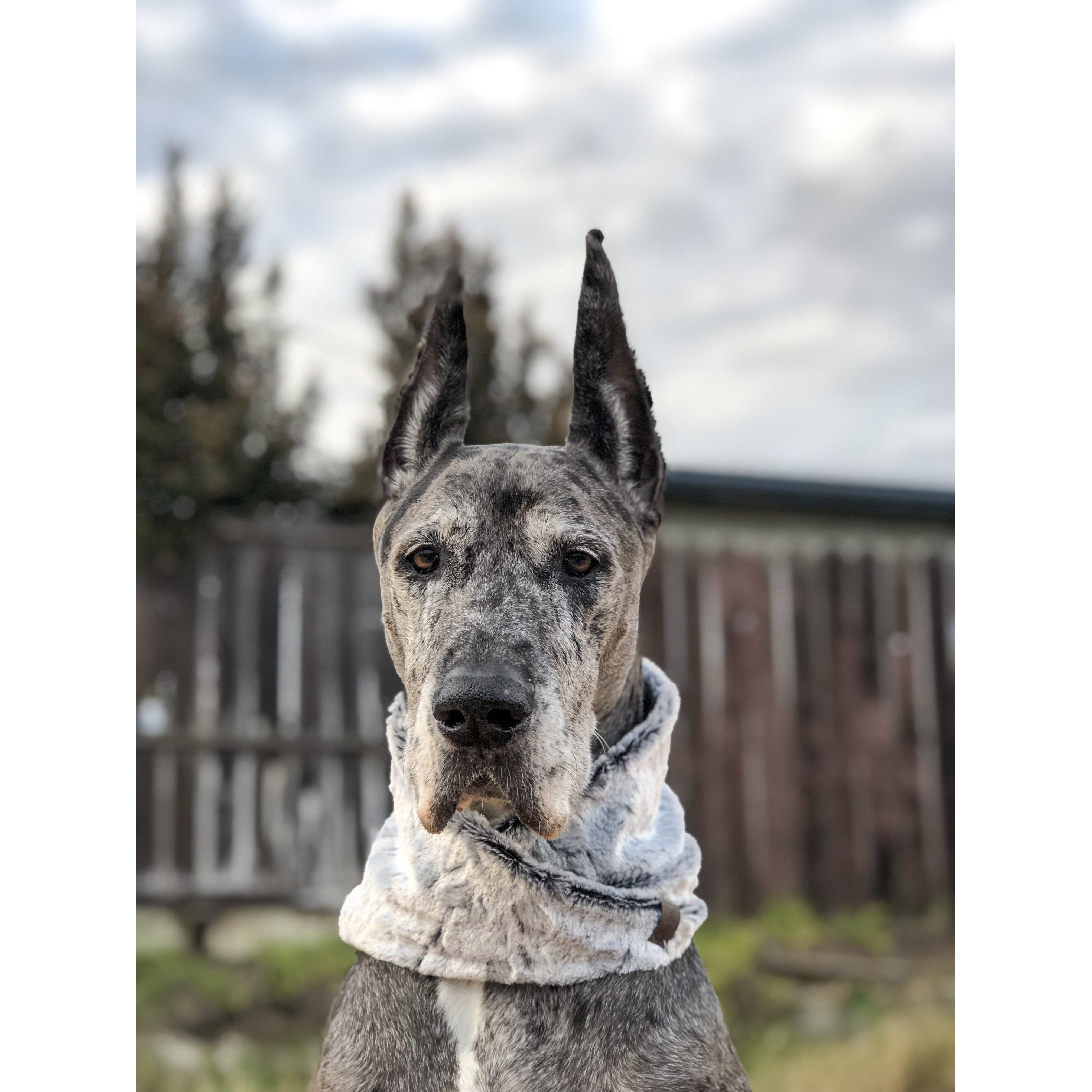 Rachel Dog Scarf - Dope Dog Co