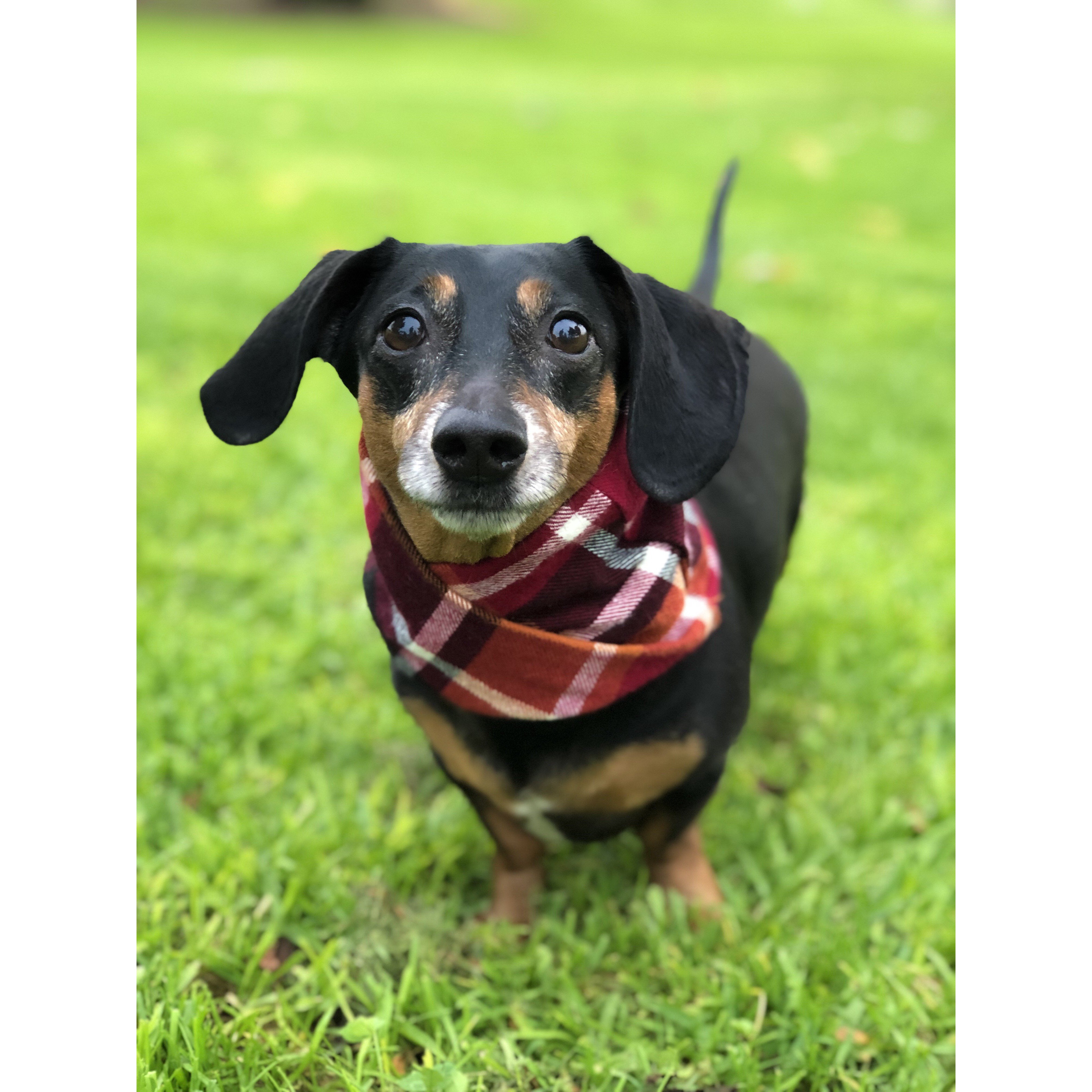 Spice Latte - Dog Scarf - Dope Dog Co