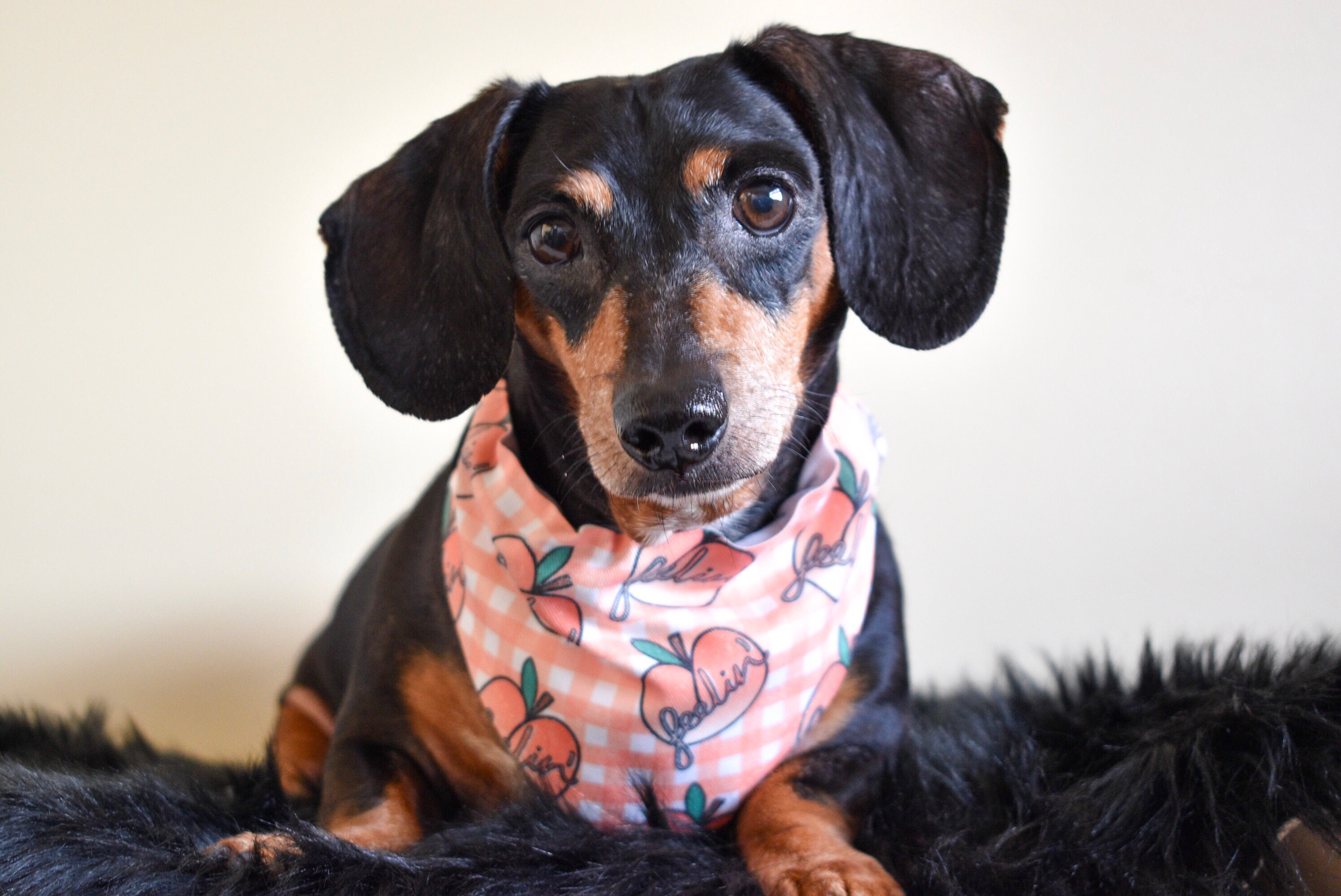 Feelin Peachy Bandana - Dope Dog Co