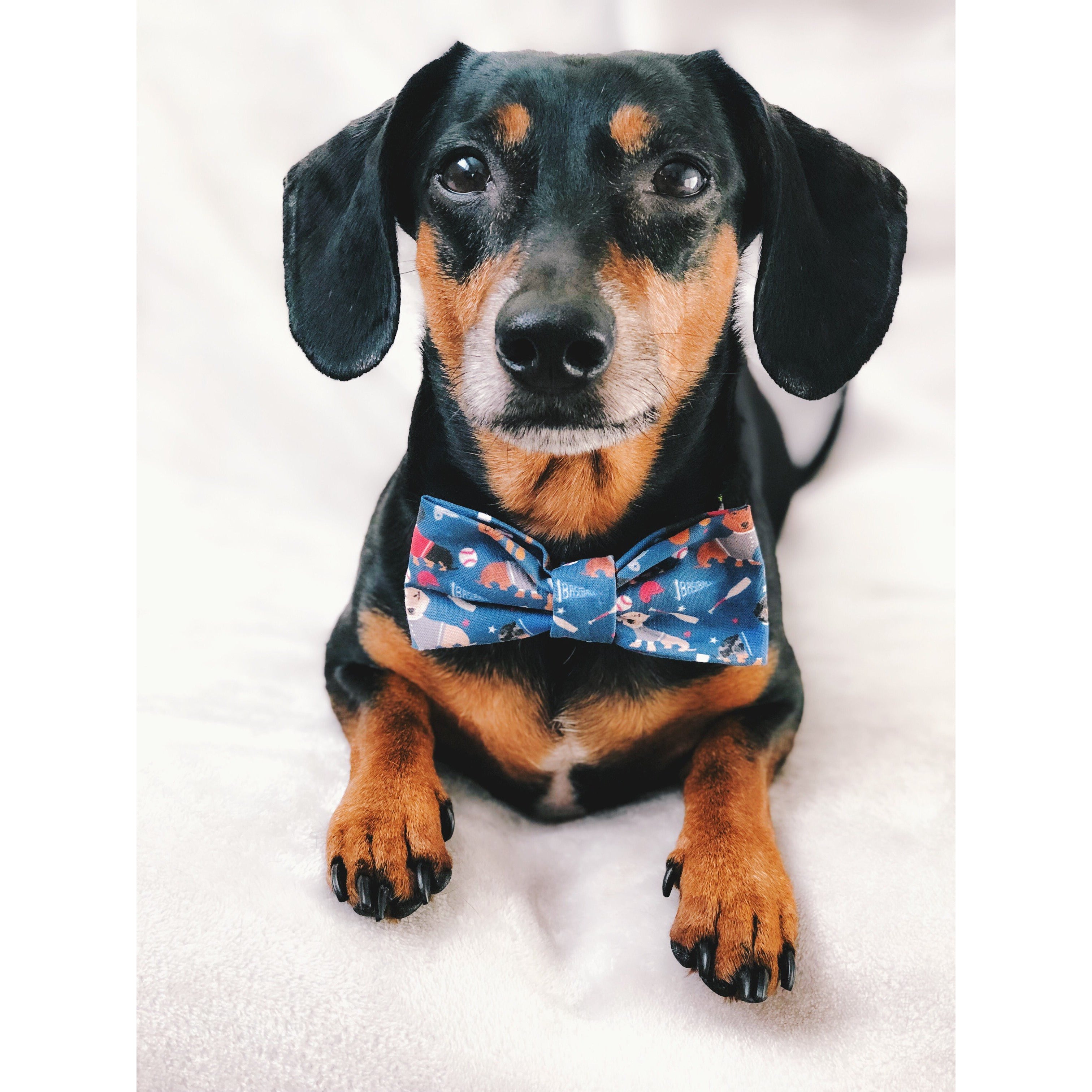 You're a Catch - Dog Bow Tie - Dope Dog Co