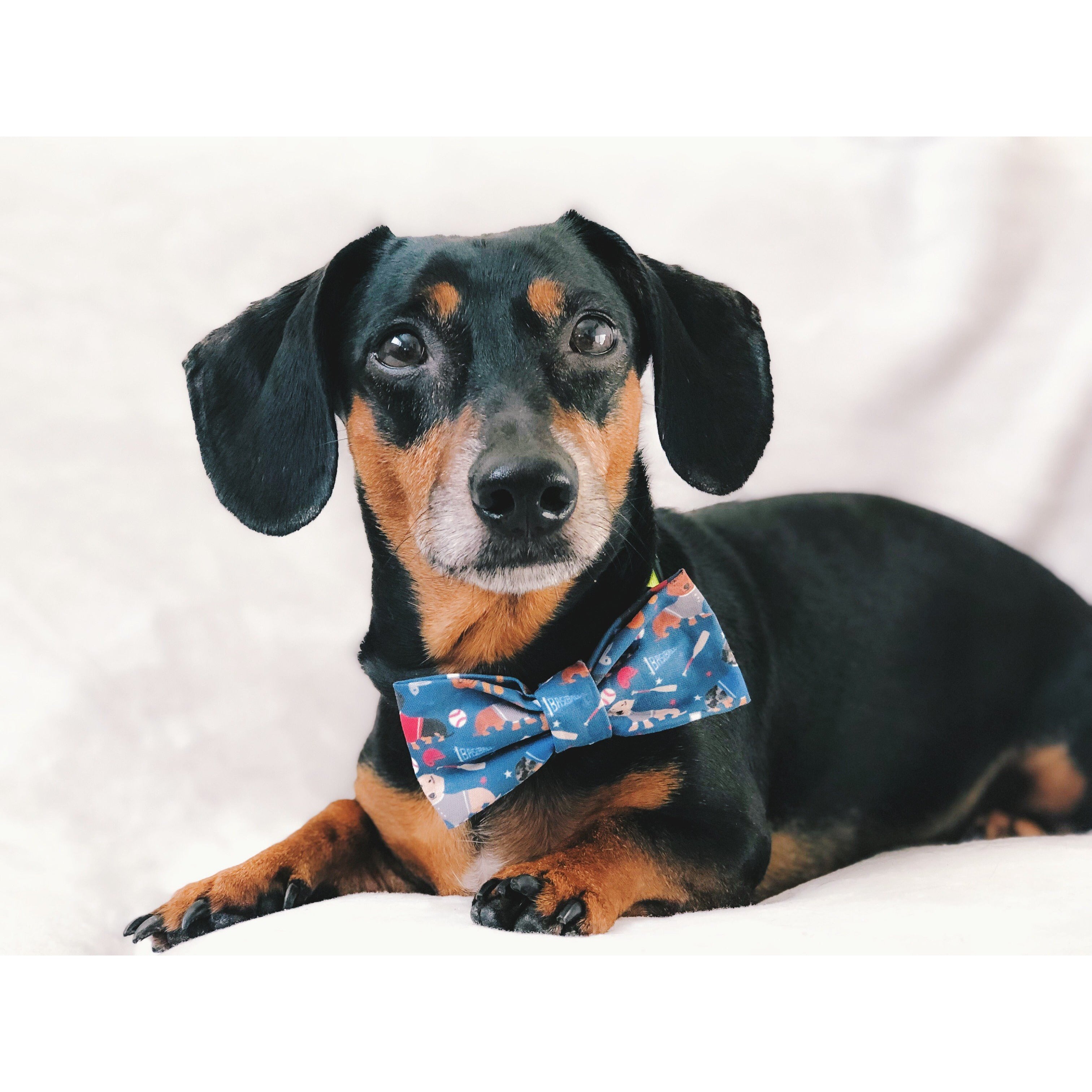 You're a Catch - Dog Bow Tie - Dope Dog Co