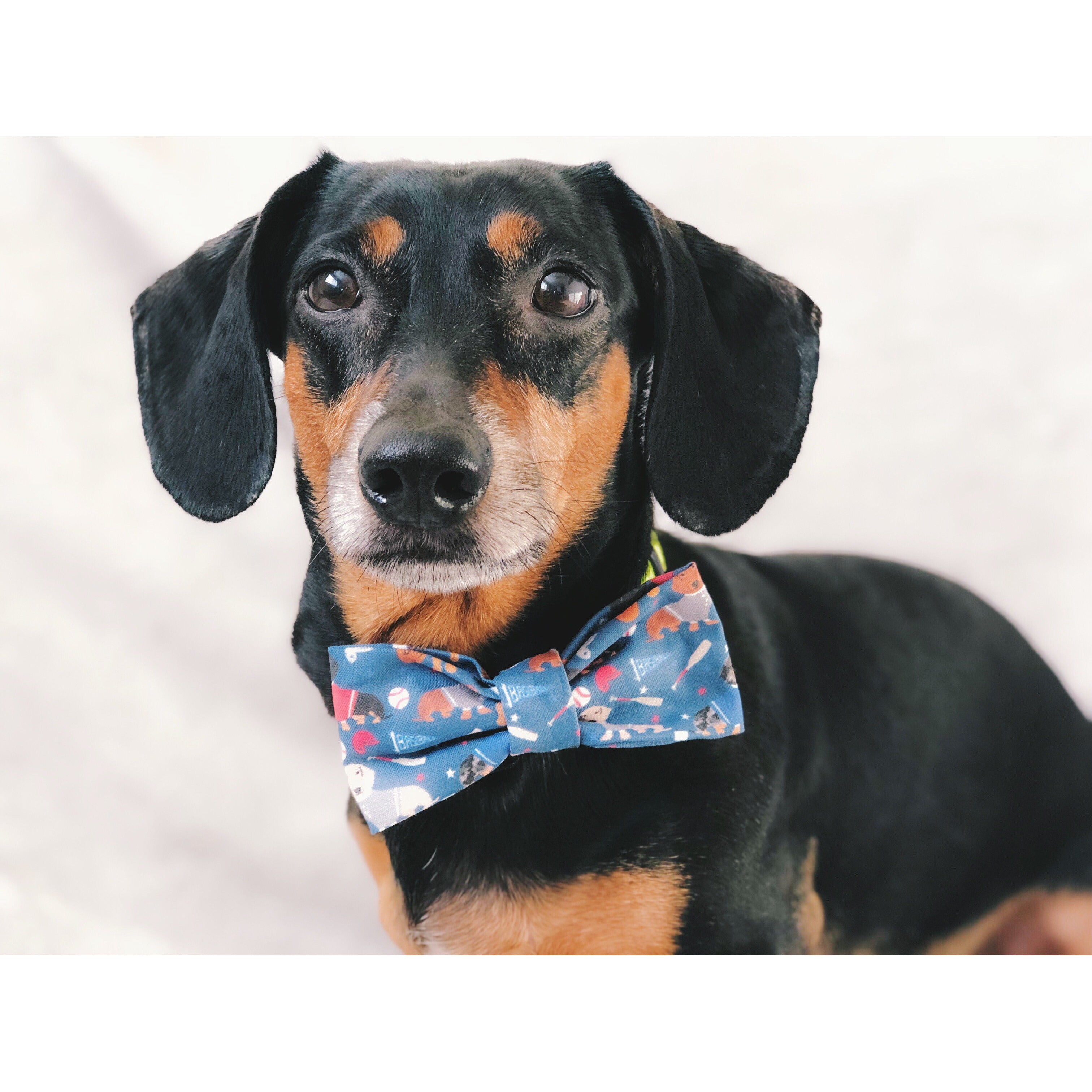You're a Catch - Dog Bow Tie - Dope Dog Co