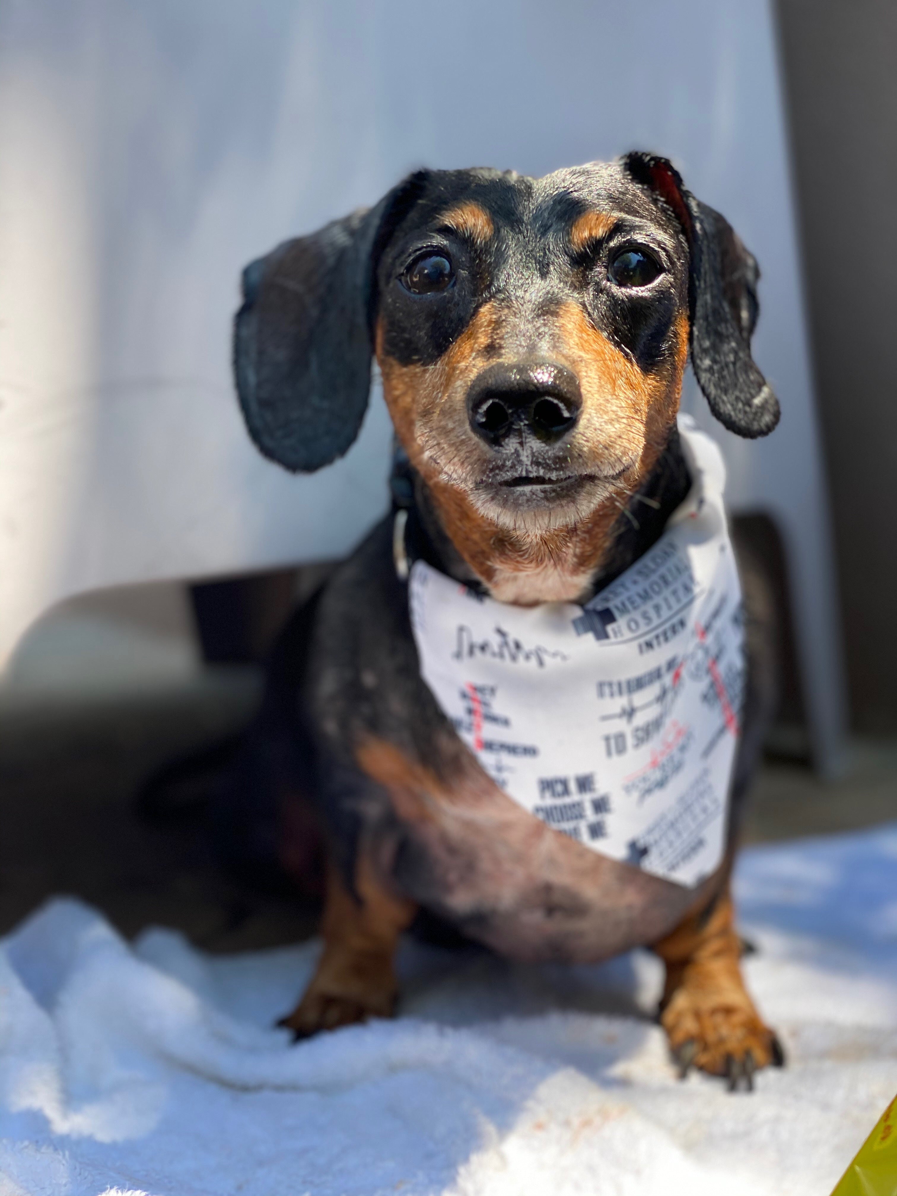 You're My Person Bandana - Dope Dog Co