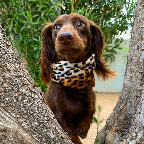 Chelsea Dog Scarf - Dope Dog Co