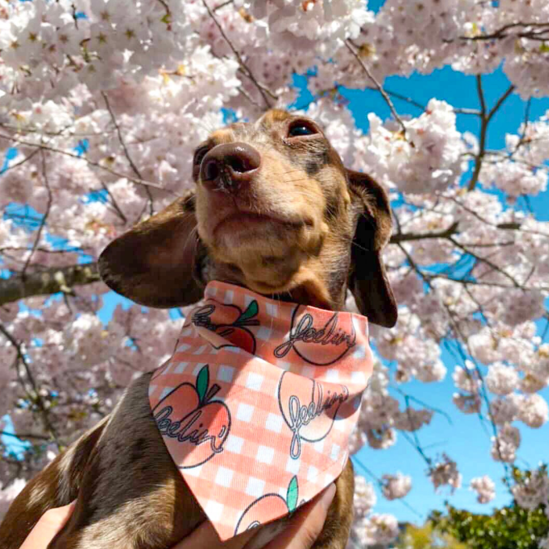 Feelin Peachy Bandana - Dope Dog Co